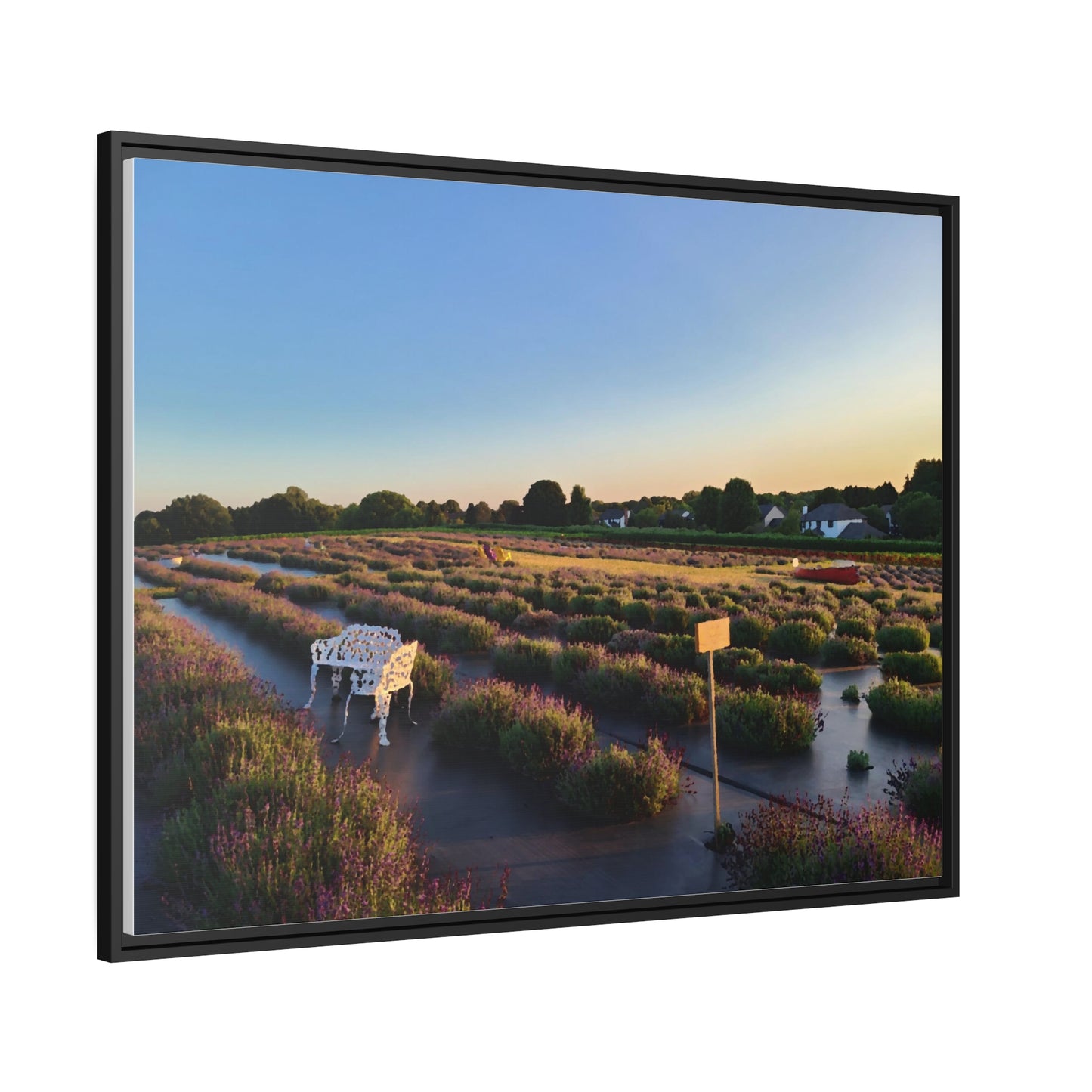 Lavender Fields, Wickham Farms, Matte Canvas, Black Frame