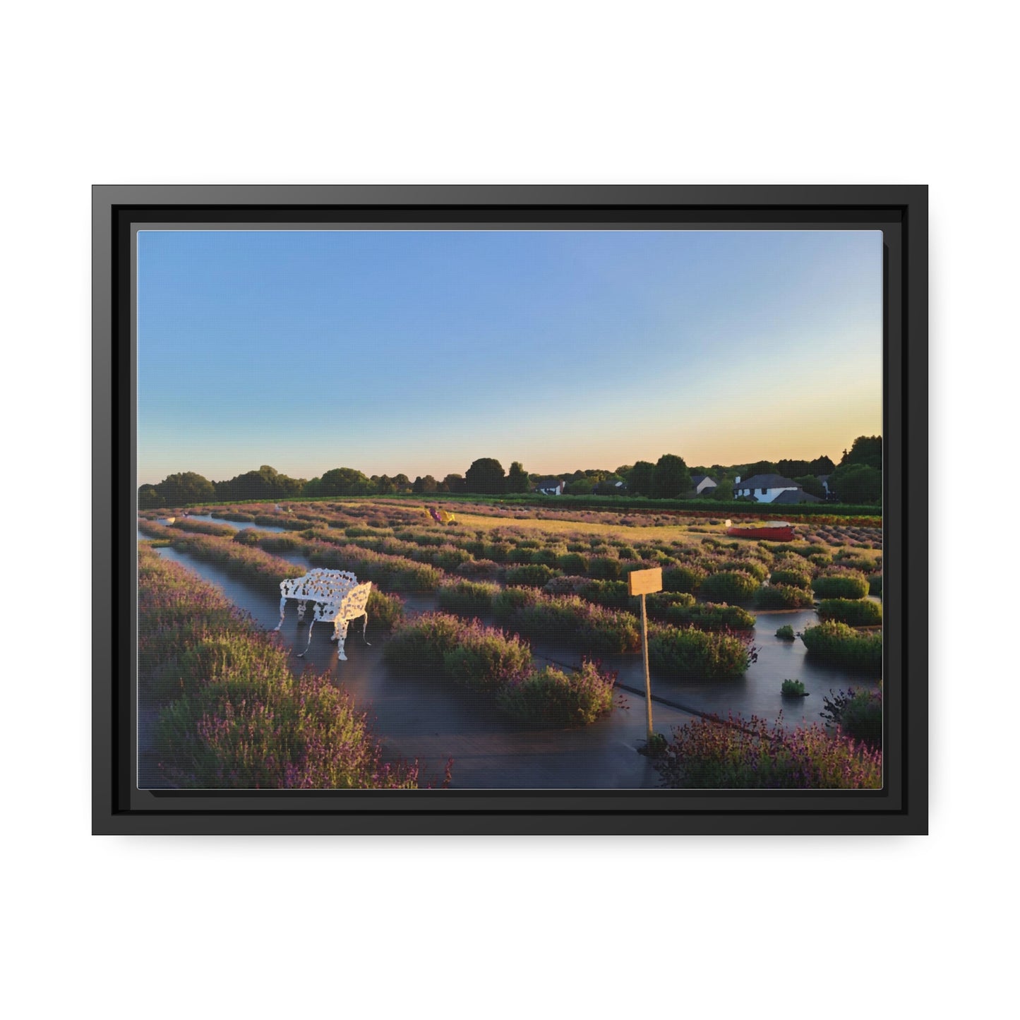 Lavender Fields, Wickham Farms, Matte Canvas, Black Frame